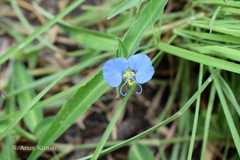 Commelina ensifolia